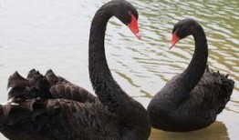 黑天鹅技能爆料最新,颠覆传统，引领未来创新力量